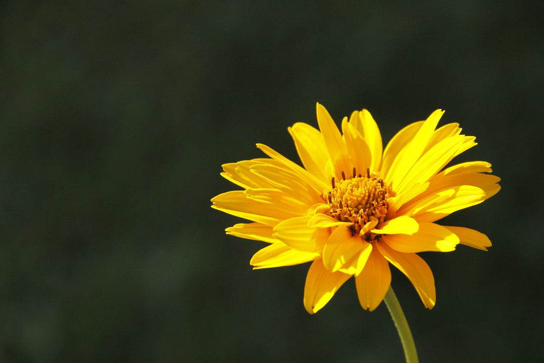 Arnika (Arnica montana) – Die Heilpflanze der Berge